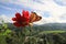 Red Flower and a Butterfly