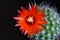 Red flower of cactus Parodia on a black background