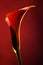 Red flower calla on red background, soft focus photography for flower shop