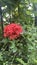 Red flower called Ixora Chinensis