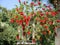 Red flower of a callistemon bottlebrush close up