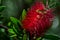 Red flower of Callistemon in green background