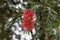 Red flower Callistemon rigidus. Flower closeup. Green leaves.