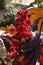 Red flower Castor Oil Plant