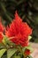 Red flower of Celosia, also known as cockscomb