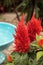 Red flower of Celosia, also known as cockscomb