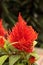 Red flower of Celosia, also known as cockscomb