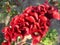 Red flower of Celosia cristata