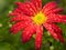 Red flower chrysanthemum