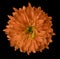 Red flower chrysanthemum, garden flower, black isolated background with clipping path. Closeup. no shadows. green centre.