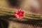 Red flower on a Cleistocactus samaipatanus cactus