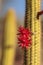 Red flower on a Cleistocactus samaipatanus cactus