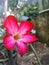 Red flower close up on afternoon garden