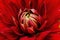 Red flower close-up. Macro. Dahlia.