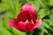 Red  flower close-up, macro.Tulip on a background of green. Soft focus.