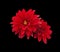 Red flower closeup isolated