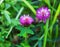 Red flower clover