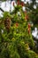 Red flower cones in the middle of needles on fir branches