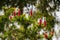 Red flower cones in the middle of needles on fir branches