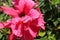 Red flower covered with raindrops, Touch of spring