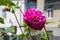 Red flower Dahlia on the background of old houses, flower garden on the street,