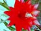 Red flower of Easter cactus after rain