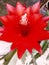 Red flower of Easter cactus after rain
