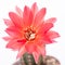 Red flower of a echinopsis cactus