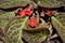 The red flower of Episcia Cupreata