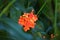 red flower equisoria garden natural plant nature botany macro photography