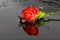 Red flower fall in water