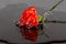 Red flower fall in water