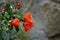 Red flower of a flowering pomegranate