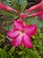 Red flower frangipani ornamental plants look fresh in the afternoon