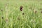 Red flower Fritillaria ruthenica growing in the meadows in May