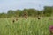 Red flower Fritillaria ruthenica growing in the meadows in May