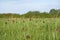 Red flower Fritillaria ruthenica growing in the meadows in May