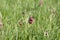 Red flower Fritillaria ruthenica growing in the meadows in May