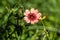 Red flower of garden Potentilla close-up.