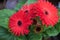 Red flower gerbera closeup on tree in garden