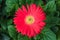 Red flower gerbera closeup on tree in garden .