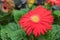 Red flower gerbera closeup on tree in garden .