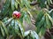 Red Flower, Green Leaves, and Branches of Rhododendron Arboreum Tree Covered with Snow - Winter in Himalayas, India