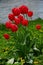 Red flower and green leaves, tulip, Liliaceae