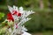 Red flower on green natute background