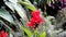 Red Flower And Green Plants Moving With Wind Peru South America