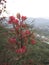 Red flower on Grevillea shrub