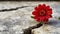 red flower growing through crack in the ground, selective focus