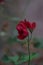 a red flower is growing on a plant in the grass