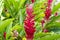 Red flower of Guam